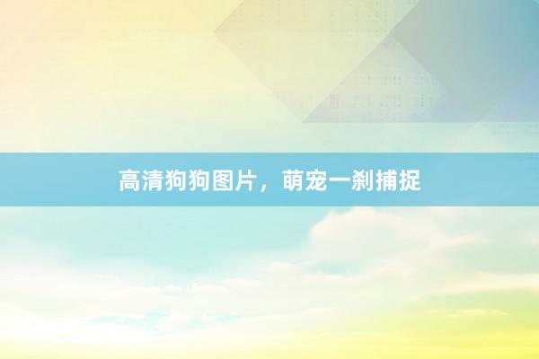 高清狗狗图片，萌宠一刹捕捉